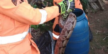 Jiboia é capturada pelos bombeiros na zona rural de Formiga