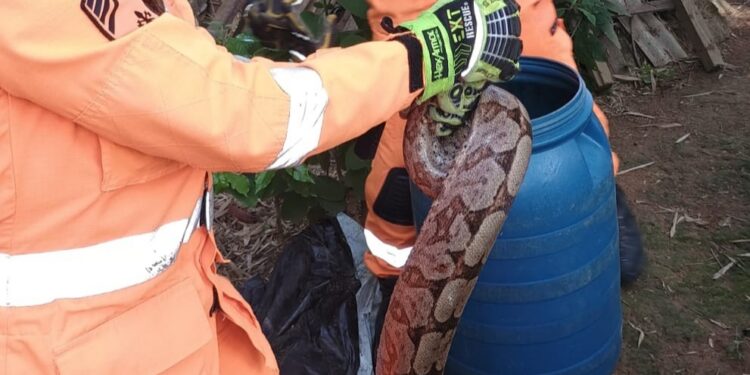 Jiboia é capturada pelos bombeiros na zona rural de Formiga