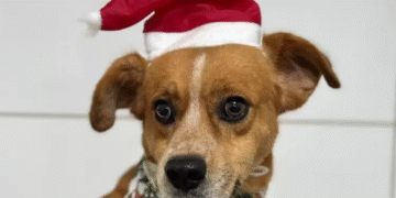 Formiga: Pingo procura uma família e a chance de uma nova história