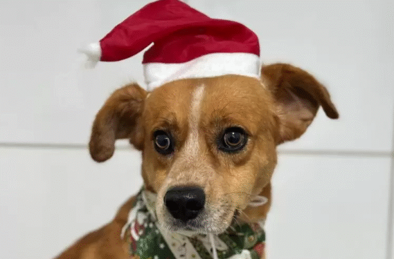 Formiga: Pingo procura uma família e a chance de uma nova história