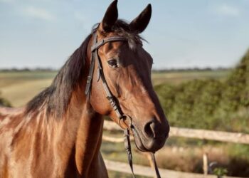 Aberto o cadastramento de interessados na adoção de animais de grande porte em Formiga