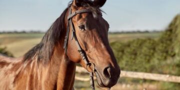 Aberto o cadastramento de interessados na adoção de animais de grande porte em Formiga