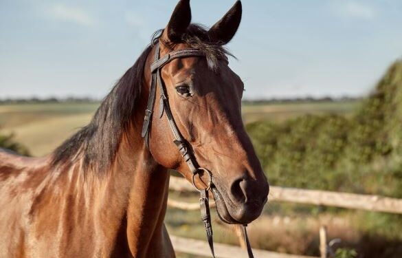 Aberto o cadastramento de interessados na adoção de animais de grande porte em Formiga