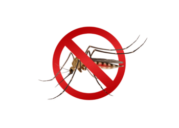 Formiga vira o jogo contra a dengue e registra os melhores indicadores da história em 2025