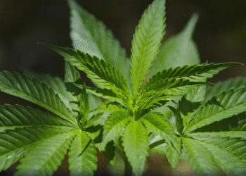 Consumo de cannabis triplicou entre público feminino no Brasil, diz estudo