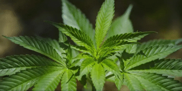 Consumo de cannabis triplicou entre público feminino no Brasil, diz estudo