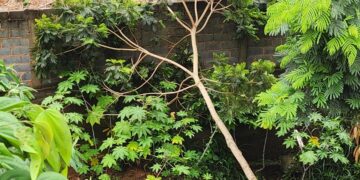 Deslizamento de terra às margens de córrego derruba árvore sobre muro em Formiga