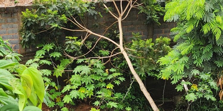 Deslizamento de terra às margens de córrego derruba árvore sobre muro em Formiga