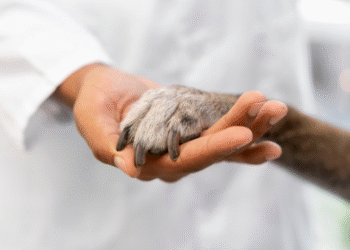 Pains realiza 5ª etapa da Campanha de Castração no dia 6 de fevereiro