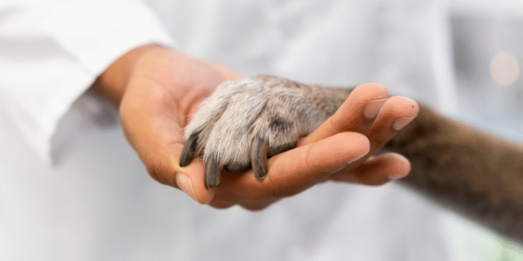 Pains realiza 5ª etapa da Campanha de Castração no dia 6 de fevereiro