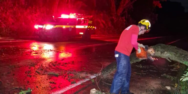 Queda de árvore interdita parcialmente a BR-354 e mobiliza Corpo de Bombeiros em Campo Belo