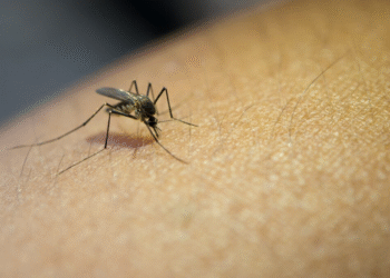 Formiga avança no combate à dengue, mas áreas críticas mantêm município em alerta