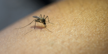 Formiga avança no combate à dengue, mas áreas críticas mantêm município em alerta