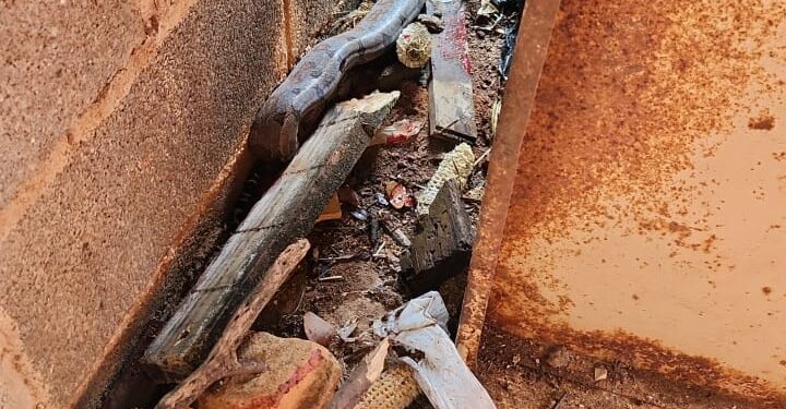 Corpo de Bombeiros captura jiboia escondida em garagem de residência em Córrego Fundo