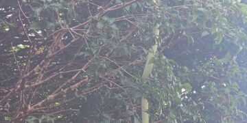 Bombeiros capturam cobra-verde em quintal de residência em Formiga