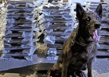 PM apreende 174 quilos de maconha e desarticula grupo com atuação interestadual e internacional em Formiga e Alfenas