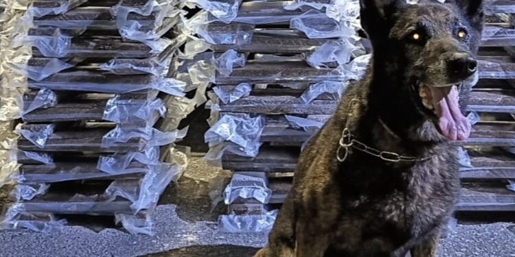 PM apreende 174 quilos de maconha e desarticula grupo com atuação interestadual e internacional em Formiga e Alfenas