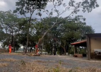 Corte emergencial de árvore é realizado pelos Bombeiros no bairro Nossa Senhora Aparecida, em Formiga