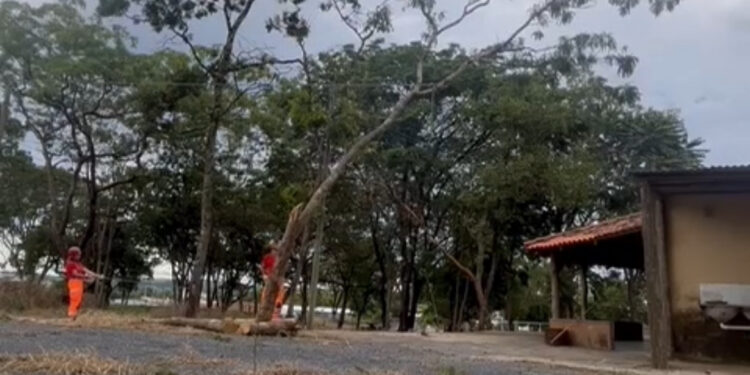 Corte emergencial de árvore é realizado pelos Bombeiros no bairro Nossa Senhora Aparecida, em Formiga