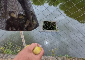 Formiga: Corpo de Bombeiros resgata filhotes de pato após queda em vertedouro