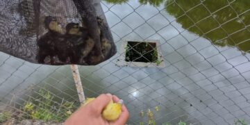 Formiga: Corpo de Bombeiros resgata filhotes de pato após queda em vertedouro