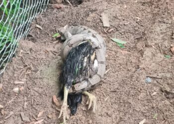 Bombeiros capturam jiboia após ataque a animais domésticos em zona rural de Formiga