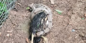 Bombeiros capturam jiboia após ataque a animais domésticos em zona rural de Formiga