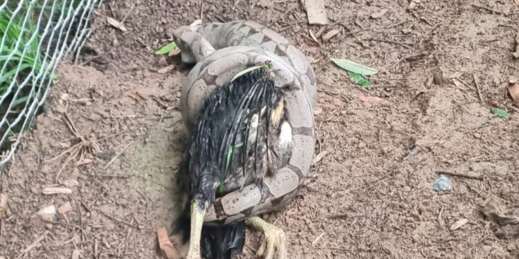 Bombeiros capturam jiboia após ataque a animais domésticos em zona rural de Formiga