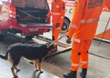 Formiga: cães com comportamento agressivo são capturados próximo ao Terminal Rodoviário nessa quinta-feira