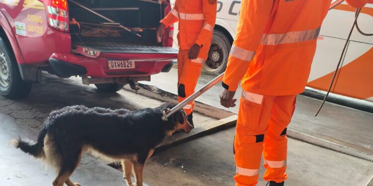 Formiga: cães com comportamento agressivo são capturados próximo ao Terminal Rodoviário nessa quinta-feira