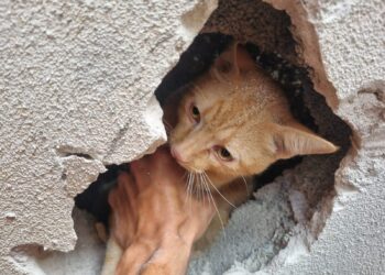 Gato é resgatado com segurança após ficar preso entre muros em Arcos