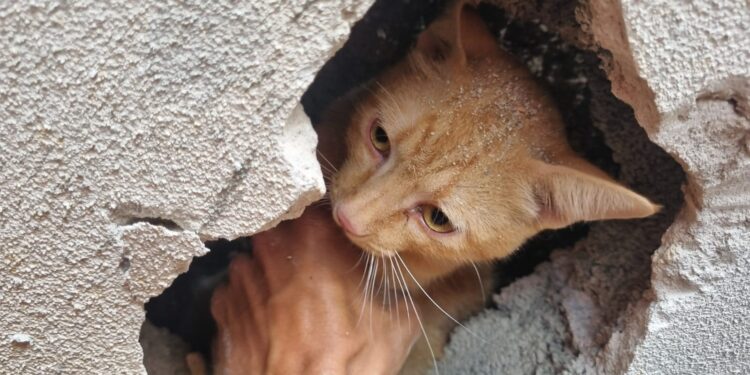 Gato é resgatado com segurança após ficar preso entre muros em Arcos