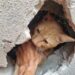 Gato é resgatado com segurança após ficar preso entre muros em Arcos