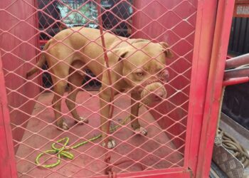 Corpo de Bombeiros resgata cão agressivo em área pública de Lagoa da Prata