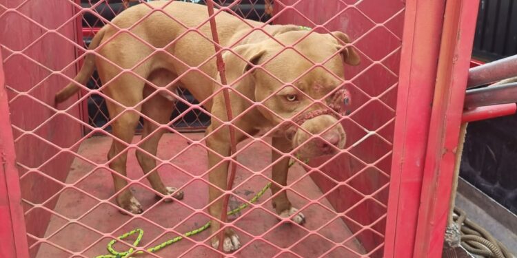 Corpo de Bombeiros resgata cão agressivo em área pública de Lagoa da Prata