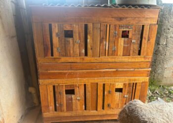 Animais em situação de maus-tratos são resgatados pelos bombeiros em Formiga