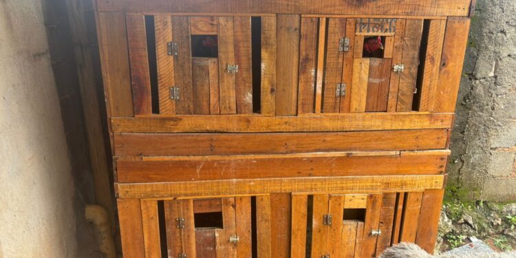 Animais em situação de maus-tratos são resgatados pelos bombeiros em Formiga