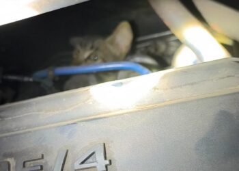 Filhote de gato preso em motor de veículo é resgatado pelos bombeiros no Centro de Formiga
