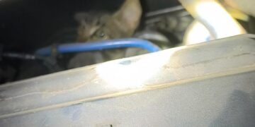Filhote de gato preso em motor de veículo é resgatado pelos bombeiros no Centro de Formiga