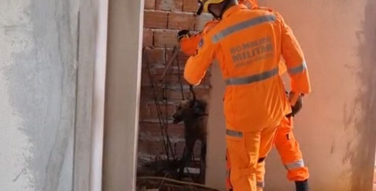 Aparição de lobo-guará em obra mobiliza bombeiros em Santo Antônio do Amparo