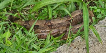 Formiga: jiboia surpreende homem durante capina em lote no bairro Industrial