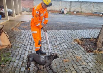 Bombeiros resgatam cão em estado grave e o encaminham para atendimento veterinário no CODEVIDA