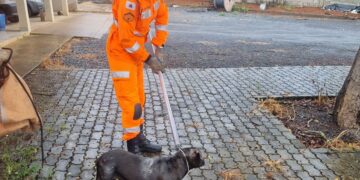 Bombeiros resgatam cão em estado grave e o encaminham para atendimento veterinário no CODEVIDA