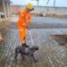 Bombeiros resgatam cão em estado grave e o encaminham para atendimento veterinário no CODEVIDA