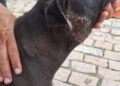 Bombeiros socorrem cachorro ferido no pescoço após ataque de outros cães no bairro Vila Carmelita em Formiga