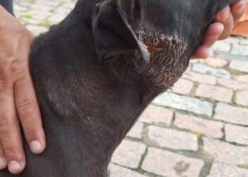 Bombeiros socorrem cachorro ferido no pescoço após ataque de outros cães no bairro Vila Carmelita em Formiga