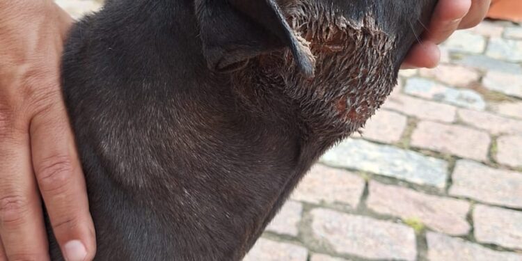 Bombeiros socorrem cachorro ferido no pescoço após ataque de outros cães no bairro Vila Carmelita em Formiga