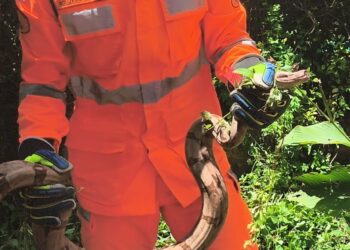 Serpente de 1,5 metro é resgatada próximo a residência na zona rural de Pains