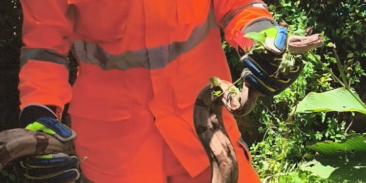 Serpente de 1,5 metro é resgatada próximo a residência na zona rural de Pains