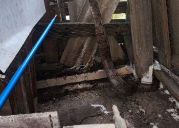 Jiboia é encontrada em galinheiro e capturada pelo Corpo de Bombeiros em Papagaios